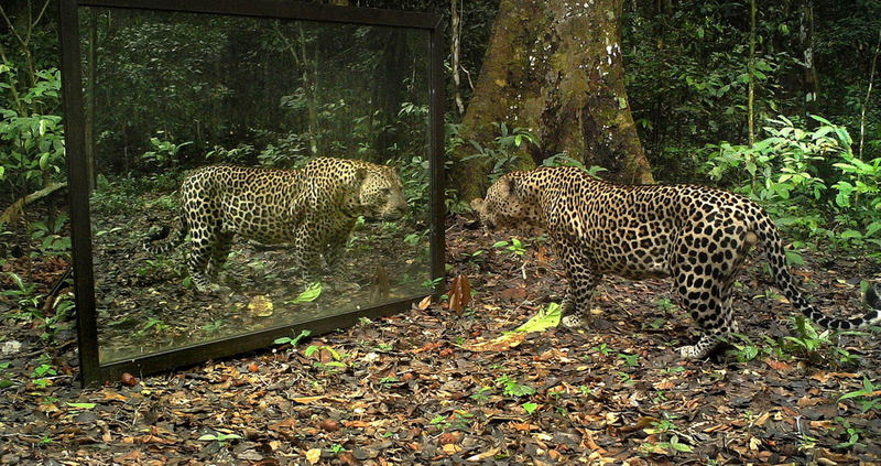 Illustration for article titled Jungle animals seeing themselves for the first time...